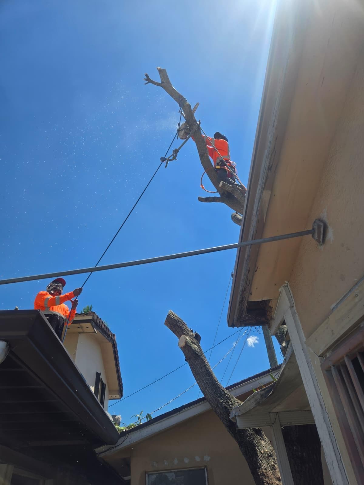 Tree removal