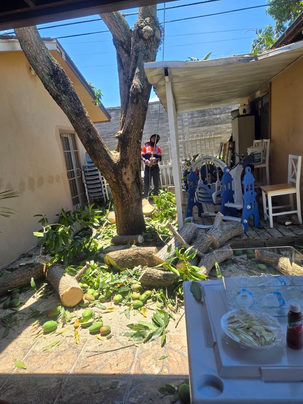 Mango Tree Removal