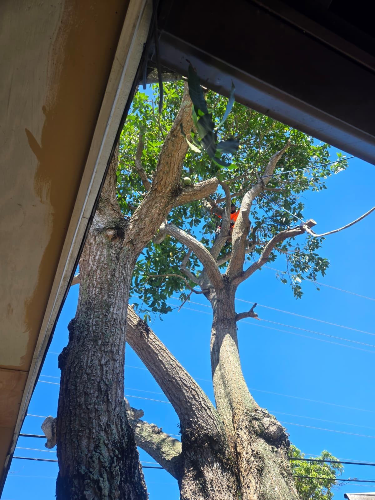 Tree removal