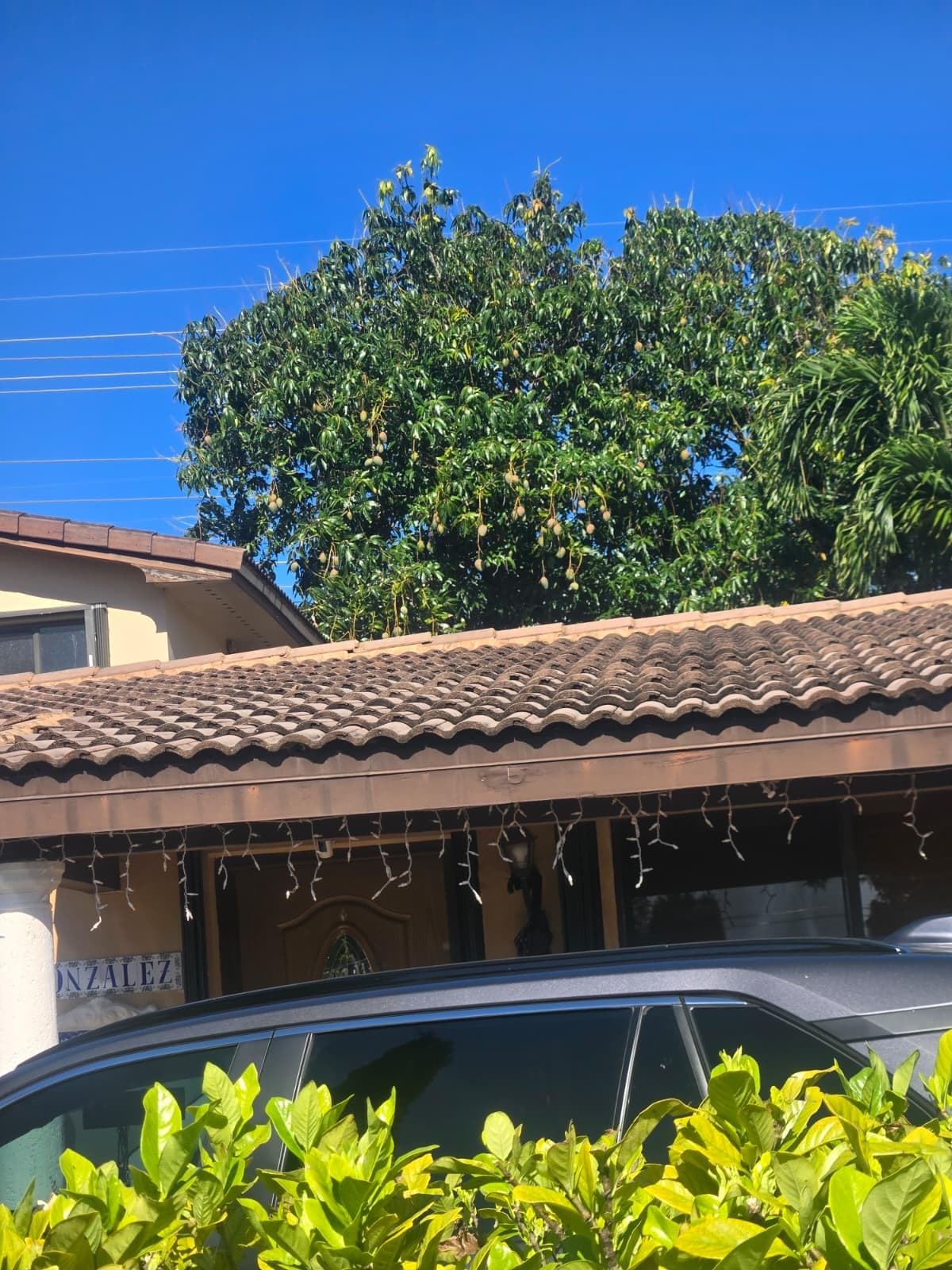 Before — tree removal 3