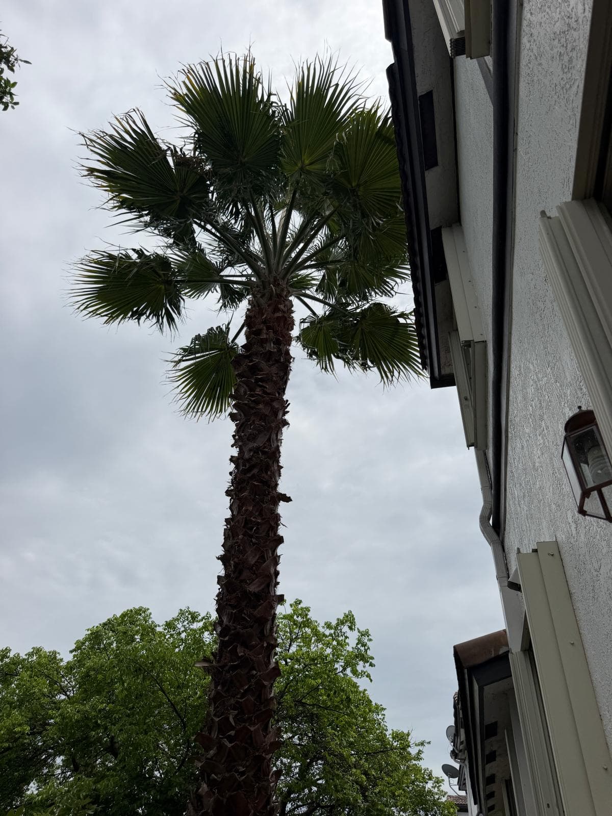 Palm trimming